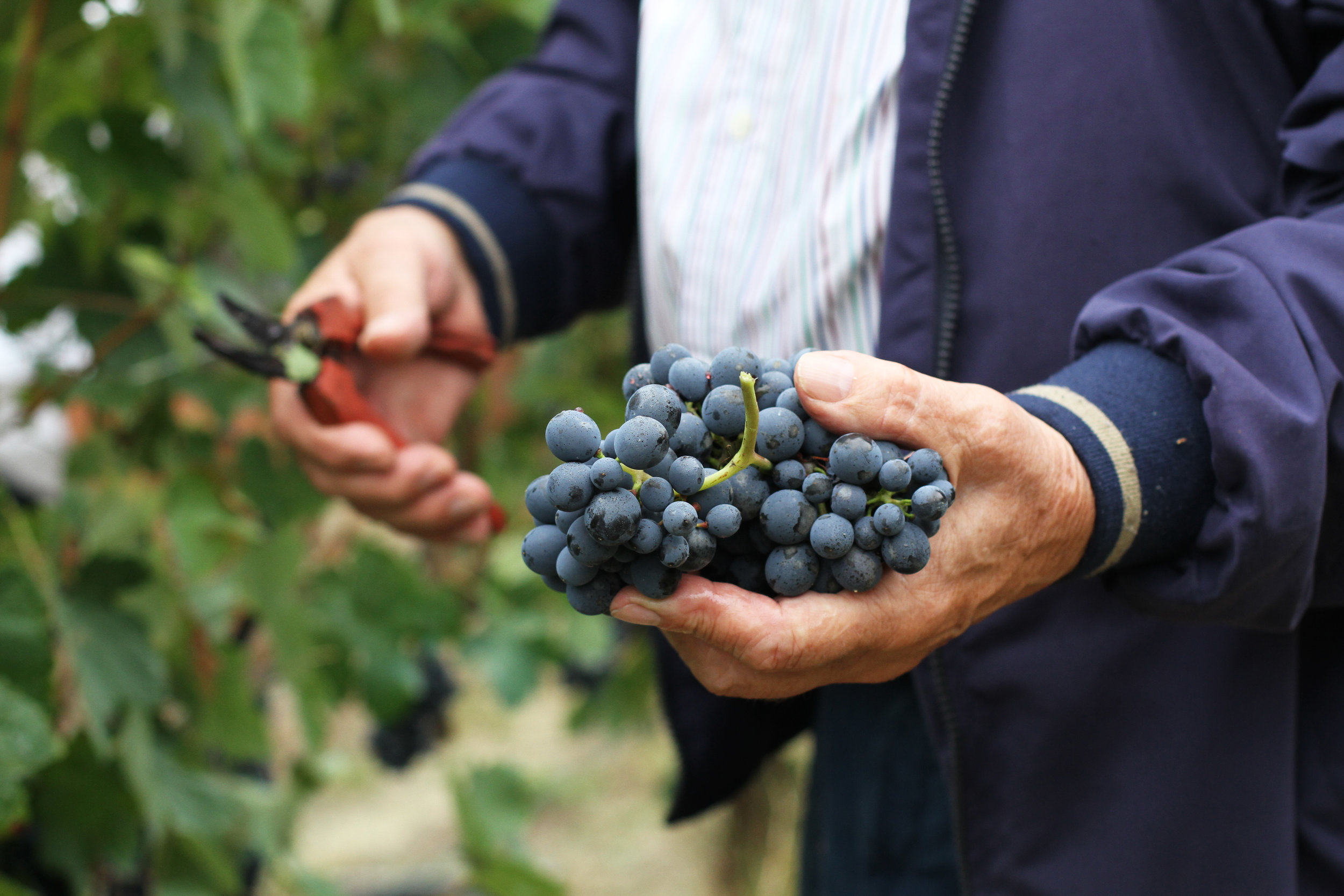 Giuseppe Cortese - Elegance in Rabajà