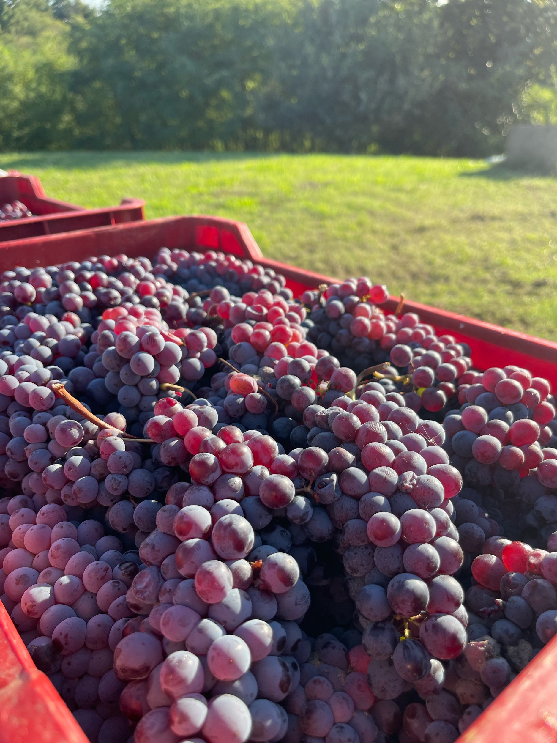 Grignolino wine and its noble history