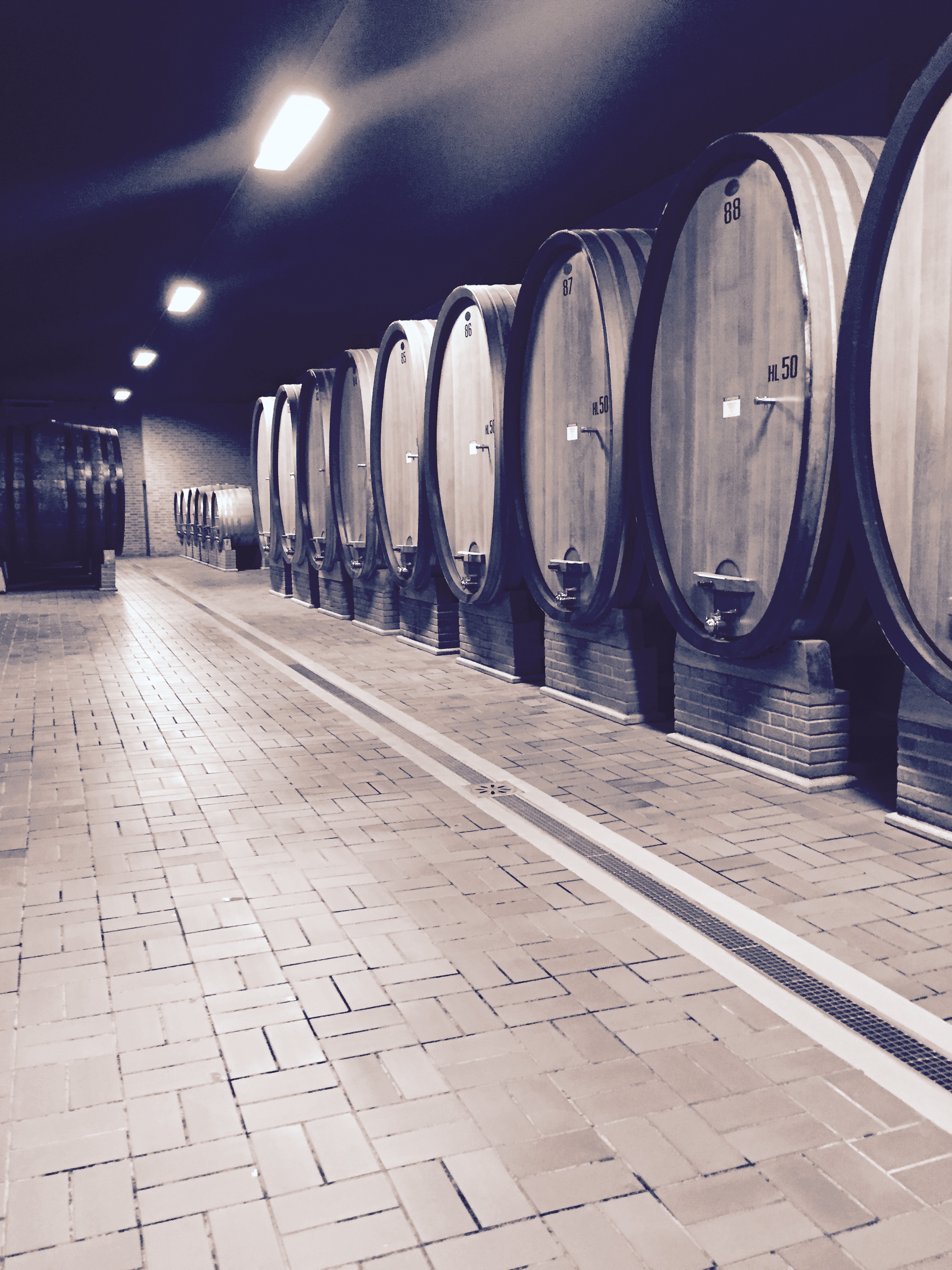 Someone pinch me, my visit to Giacomo Conterno