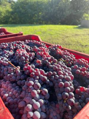 grignolino-wine-and-its-noble-history-03_original