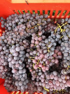 grignolino-wine-and-its-noble-history-04_original