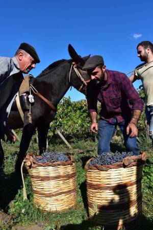 mount-etna-wines-06_original