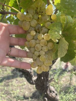 mount-etna-wines-07_original