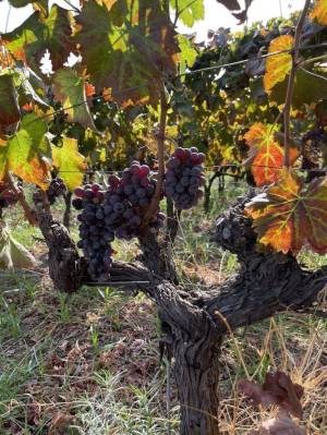 mount-etna-wines-08_original